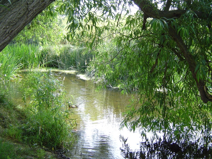 river roding by peter house and carol murray.jpg